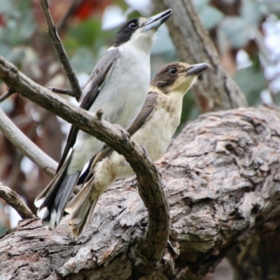 Cracticus torquatus (Grey Butcherbird) at Hughes Grassy Woodland - 16 Oct 2021 by LisaH