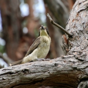 Cracticus torquatus at Hughes, ACT - 16 Oct 2021