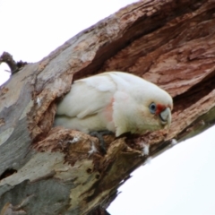 Cacatua tenuirostris (Long-billed Corella) at GG38 - 16 Oct 2021 by LisaH