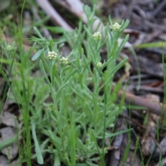 Pseudognaphalium luteoalbum (Jersey Cudweed) at Hughes, ACT - 16 Oct 2021 by LisaH