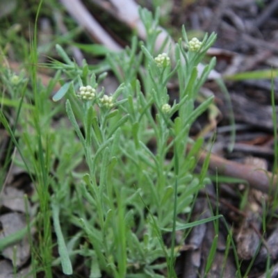 Pseudognaphalium luteoalbum (Jersey Cudweed) at Hughes Grassy Woodland - 16 Oct 2021 by LisaH