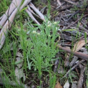 Pseudognaphalium luteoalbum at Hughes, ACT - 16 Oct 2021 05:51 PM