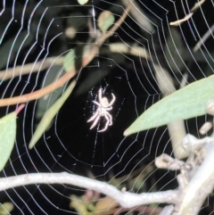 Araneinae (subfamily) (Orb weaver) at Point 5438 - 16 Oct 2021 by JimL