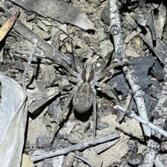 Tasmanicosa sp. (genus) (Unidentified Tasmanicosa wolf spider) at Black Mountain - 16 Oct 2021 by JimL