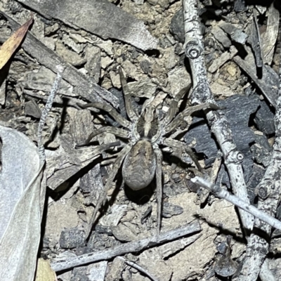 Tasmanicosa sp. (genus) (Unidentified Tasmanicosa wolf spider) at Black Mountain - 16 Oct 2021 by JimL