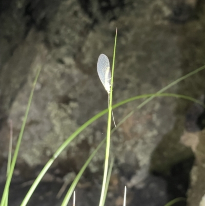 Chrysopidae (family) (Unidentified Green lacewing) at Black Mountain - 16 Oct 2021 by JimL