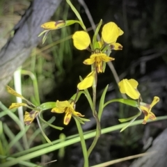 Diuris nigromontana (Black Mountain Leopard Orchid) at Black Mountain - 16 Oct 2021 by JimL