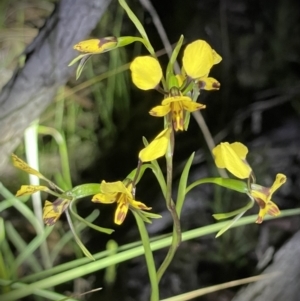 Diuris nigromontana at Acton, ACT - 16 Oct 2021