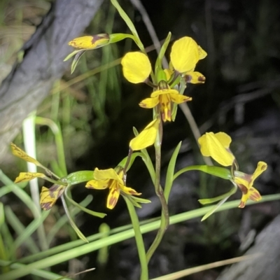 Diuris nigromontana (Black Mountain Leopard Orchid) at Black Mountain - 16 Oct 2021 by JimL