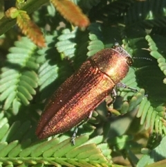 Melobasis propinqua (Propinqua jewel beetle) at O'Connor, ACT - 16 Oct 2021 by NedJohnston