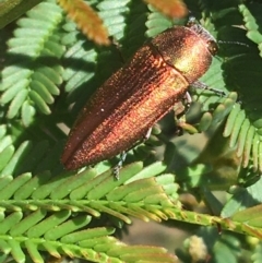 Melobasis propinqua at O'Connor, ACT - 16 Oct 2021 12:02 PM