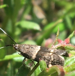 Lasiosticha canilinea at O'Connor, ACT - 16 Oct 2021 11:54 AM