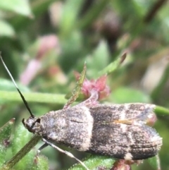 Lasiosticha canilinea at O'Connor, ACT - 16 Oct 2021 11:54 AM