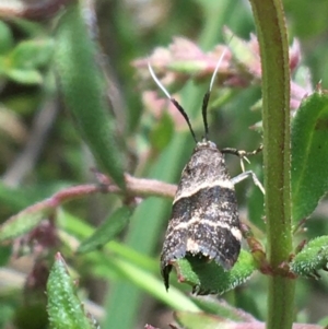 Lasiosticha canilinea at O'Connor, ACT - 16 Oct 2021 11:54 AM