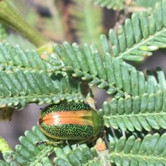 Calomela parilis (Leaf beetle) at Black Mountain - 16 Oct 2021 by Ned_Johnston