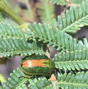 Calomela parilis at O'Connor, ACT - 16 Oct 2021 12:05 PM