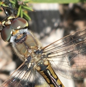 Hemicordulia tau at O'Connor, ACT - 16 Oct 2021 12:15 PM