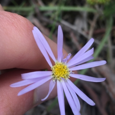 Brachyscome rigidula (Hairy Cut-leaf Daisy) at Black Mountain - 16 Oct 2021 by Ned_Johnston