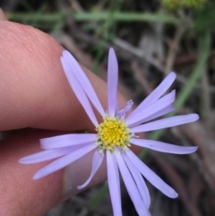 Brachyscome rigidula (Hairy Cut-leaf Daisy) at O'Connor, ACT - 16 Oct 2021 by Ned_Johnston