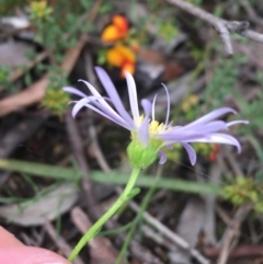 Brachyscome rigidula at O'Connor, ACT - 16 Oct 2021 12:20 PM