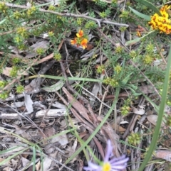 Brachyscome rigidula at O'Connor, ACT - 16 Oct 2021 12:20 PM