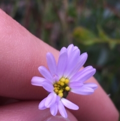 Brachyscome rigidula (Hairy Cut-leaf Daisy) at O'Connor, ACT - 16 Oct 2021 by NedJohnston