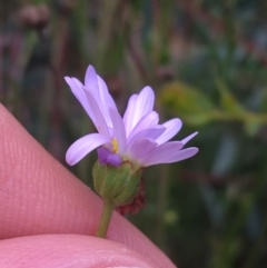 Brachyscome rigidula at O'Connor, ACT - 16 Oct 2021 12:21 PM