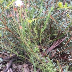 Brachyscome rigidula at O'Connor, ACT - 16 Oct 2021