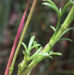 Brachyscome rigidula at O'Connor, ACT - 16 Oct 2021 12:21 PM