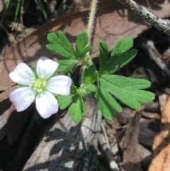 Geranium solanderi var. solanderi (Native Geranium) at Acton, ACT - 16 Oct 2021 by NedJohnston