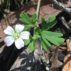 Geranium solanderi var. solanderi at Acton, ACT - 16 Oct 2021 01:08 PM