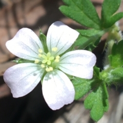 Geranium solanderi var. solanderi at Acton, ACT - 16 Oct 2021 01:08 PM