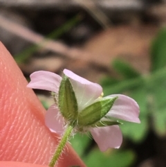 Geranium solanderi var. solanderi at Acton, ACT - 16 Oct 2021 01:08 PM