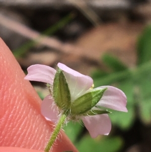 Geranium solanderi var. solanderi at Acton, ACT - 16 Oct 2021