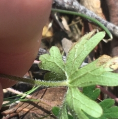 Geranium solanderi var. solanderi at Acton, ACT - 16 Oct 2021 01:08 PM