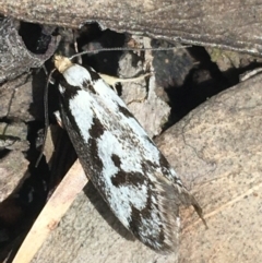 Eusemocosma pruinosa (Philobota Group Concealer Moth) at Black Mountain - 16 Oct 2021 by Ned_Johnston