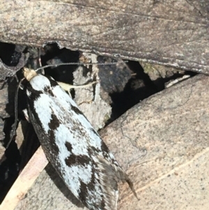 Eusemocosma pruinosa at O'Connor, ACT - 16 Oct 2021