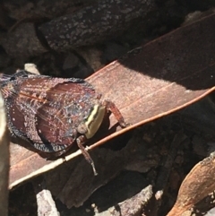 Platybrachys decemmacula (Green-faced gum hopper) at Black Mountain - 16 Oct 2021 by Ned_Johnston