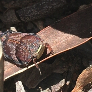 Platybrachys decemmacula at O'Connor, ACT - 16 Oct 2021 12:50 PM