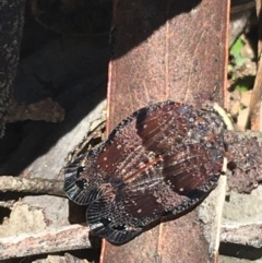 Platybrachys decemmacula at O'Connor, ACT - 16 Oct 2021