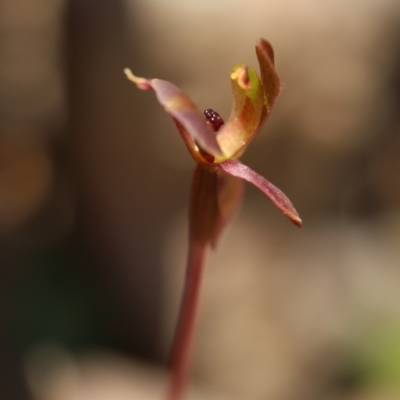 Chiloglottis trapeziformis (Diamond Ant Orchid) at Mount Jerrabomberra - 16 Oct 2021 by cherylhodges