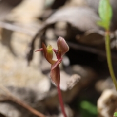 Chiloglottis trapeziformis at Jerrabomberra, NSW - 16 Oct 2021