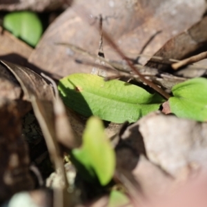 Chiloglottis trapeziformis at Jerrabomberra, NSW - 16 Oct 2021