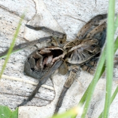 Tasmanicosa sp. (genus) (Unidentified Tasmanicosa wolf spider) at Pialligo, ACT - 16 Sep 2021 by jbromilow50