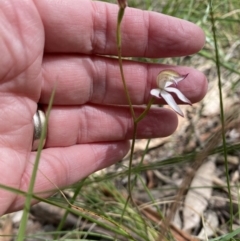 Caladenia moschata at Jerrabomberra, NSW - 16 Oct 2021