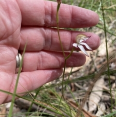 Caladenia moschata at Jerrabomberra, NSW - suppressed