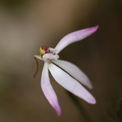 Caladenia sp. (A Caladenia) at Mount Jerrabomberra QP - 18 Oct 2021 by cherylhodges