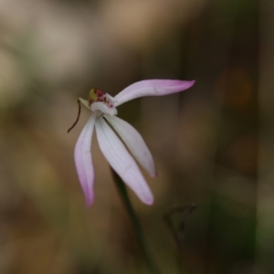 Caladenia sp. at Jerrabomberra, NSW - 18 Oct 2021