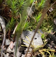 Caladenia sp. at Jerrabomberra, NSW - 18 Oct 2021