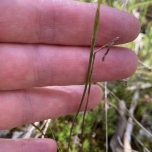 Caladenia sp. at Jerrabomberra, NSW - 18 Oct 2021